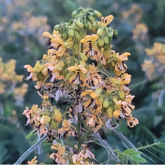 Wild Senna (Senna hebecarpa)