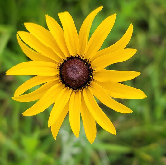 Hairy Coneflower (Rudbeckia hirta)