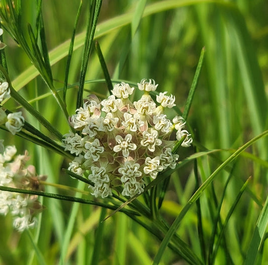 Whorled milkweed - (Asclepias verticillata)