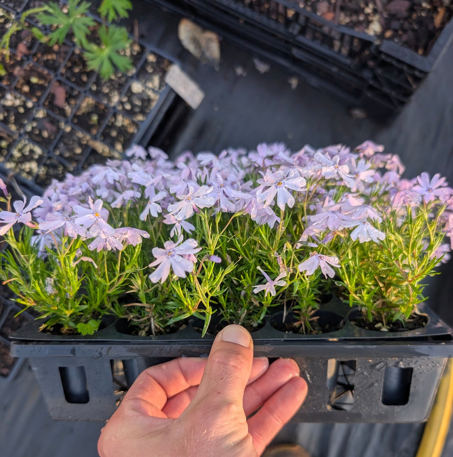 Moss Phlox "Emerald Blue" (Phlox subulata)