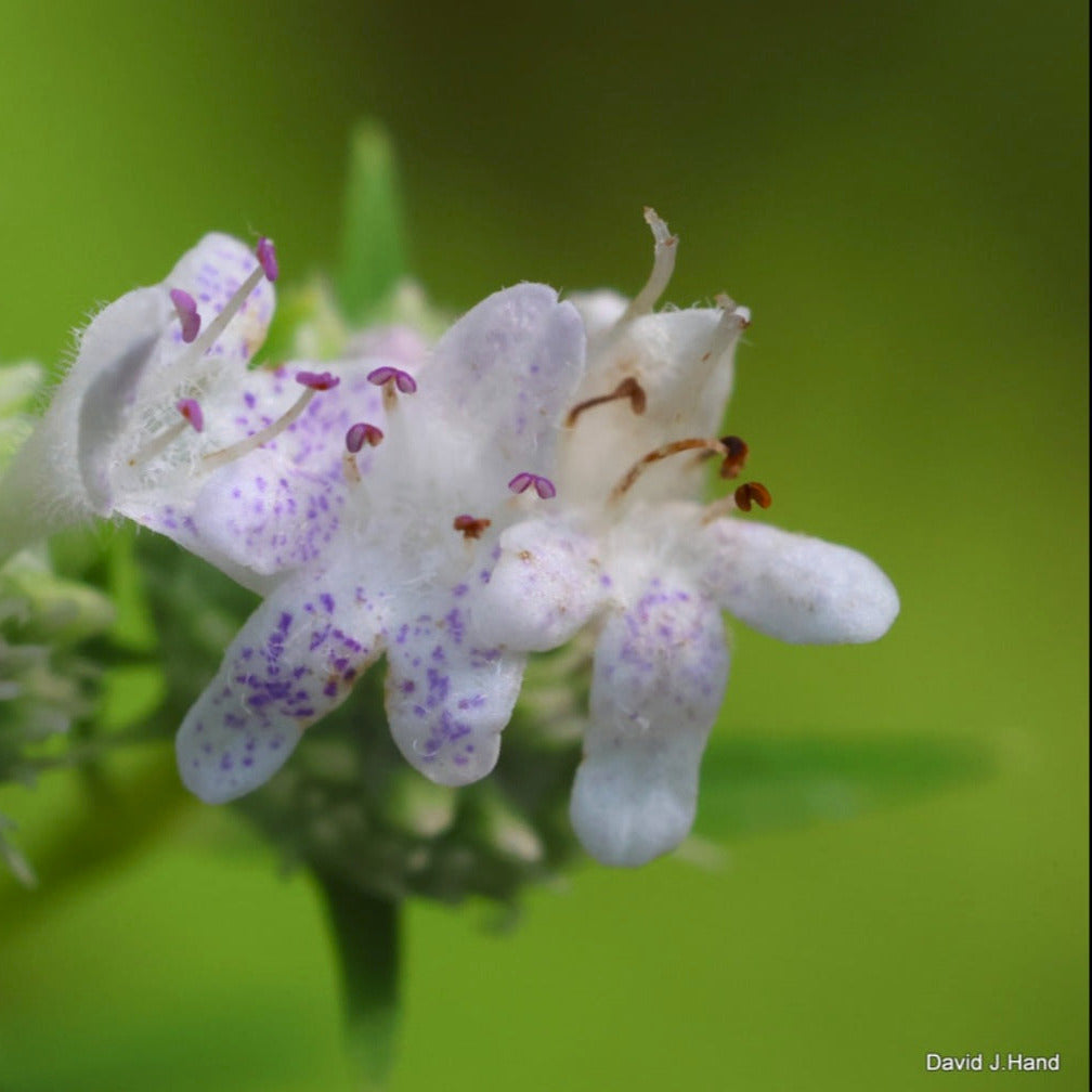 Slender Mountain Mint (Pycnanthemum tenuifolium)