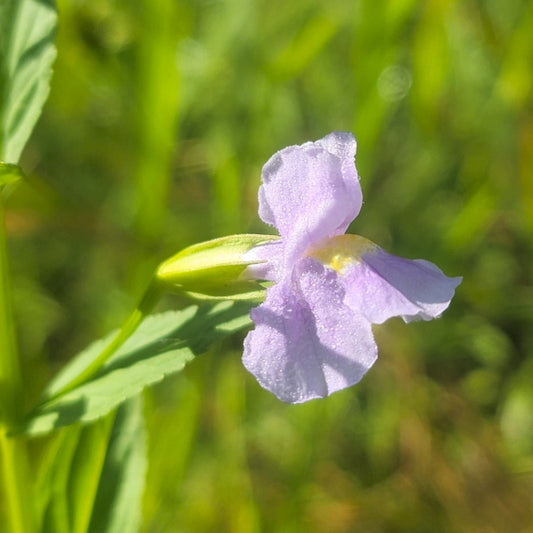 Allegheny Monkeyflower PA Ecotype (Mimulus ringens)
