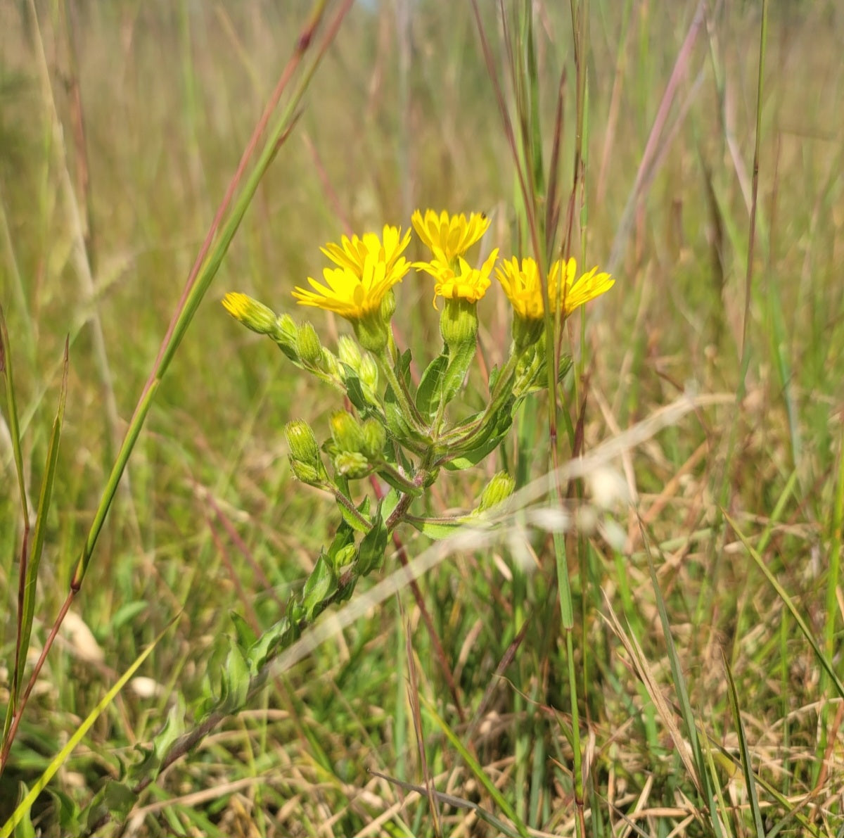 Maryland golden aster (Chrysopsis mariana)