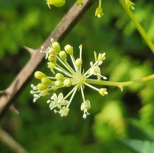 Bristly sarsaparilla (Aralia hispida)