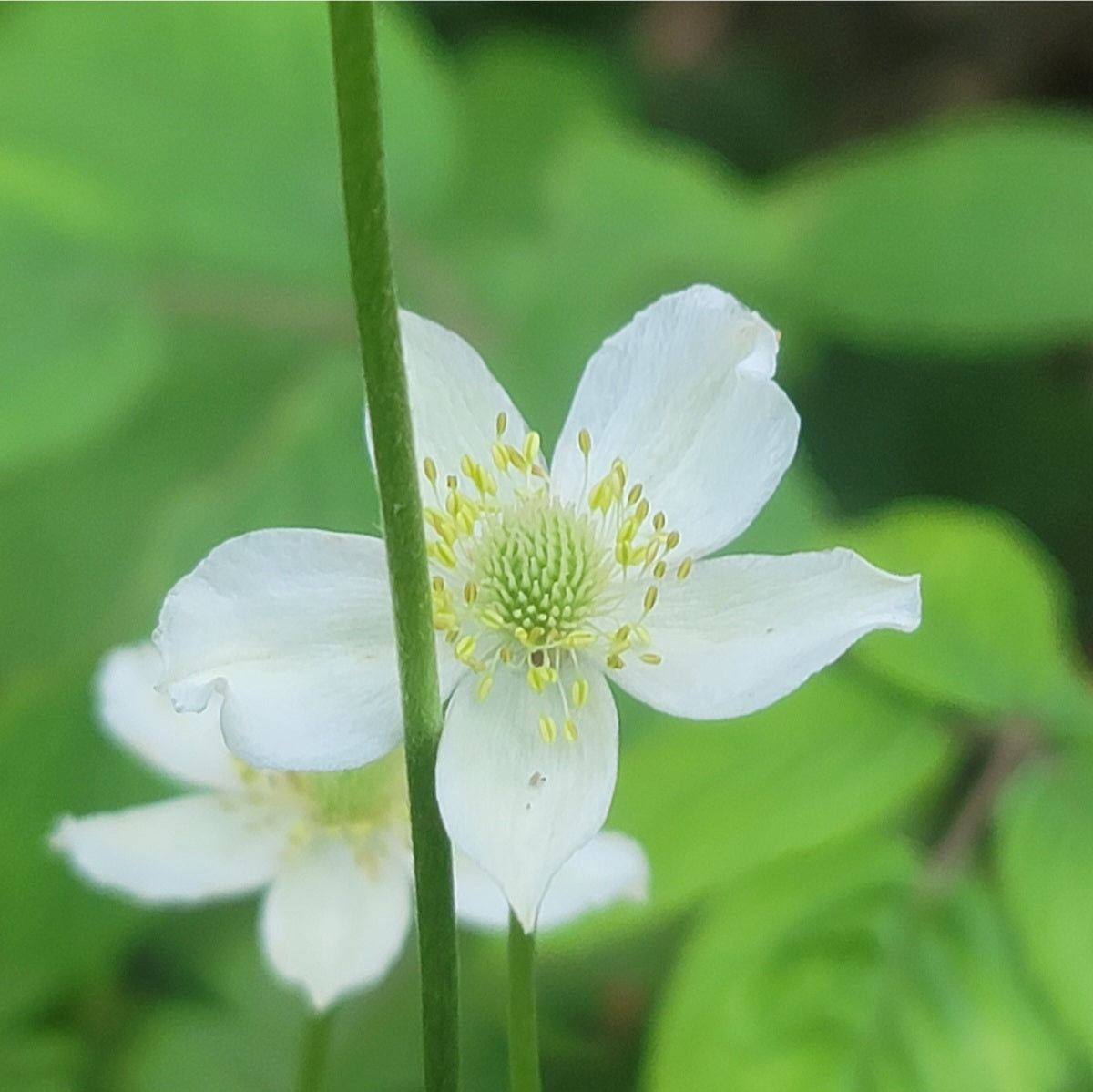 Thimbleweed (Anemone virginiana)