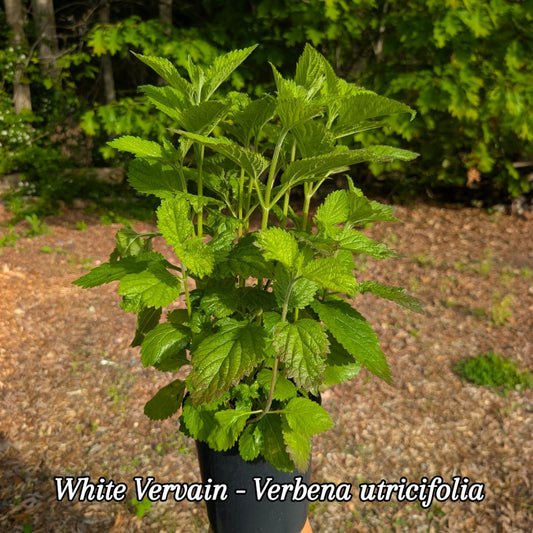 White Vervain (Verbena utricifolia)