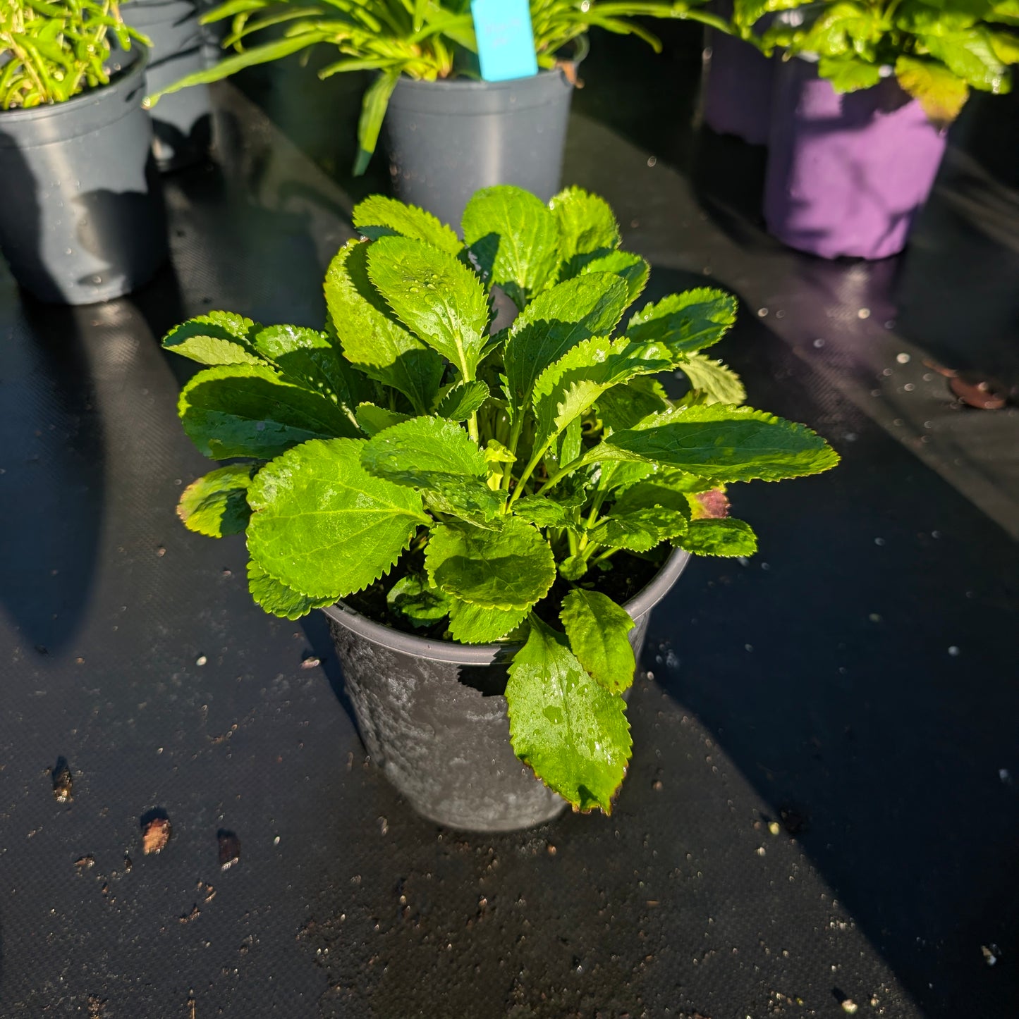 Roundleaf Groundsel (Packera obovata)