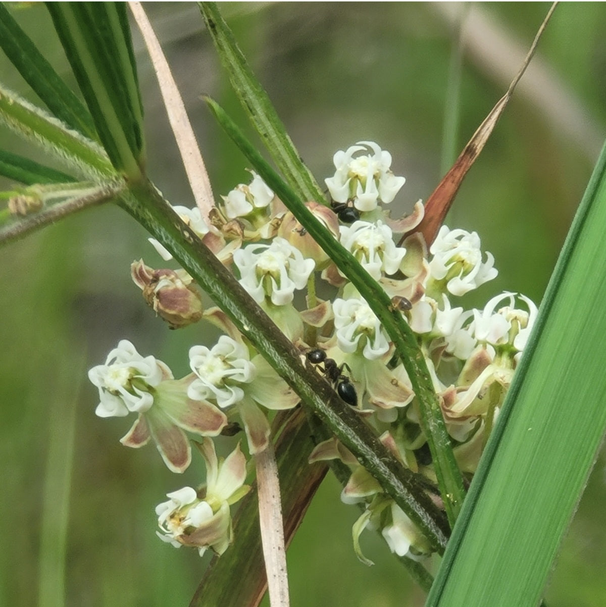 Whorled milkweed PA Ecotype (Asclepias verticillata)