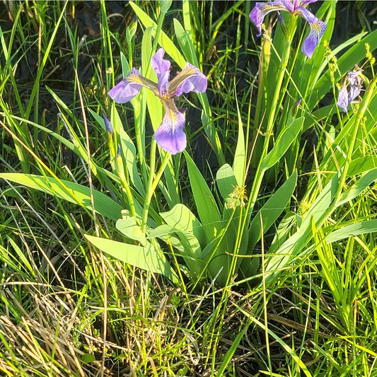 Blueflag Iris - (Iris versicolor)