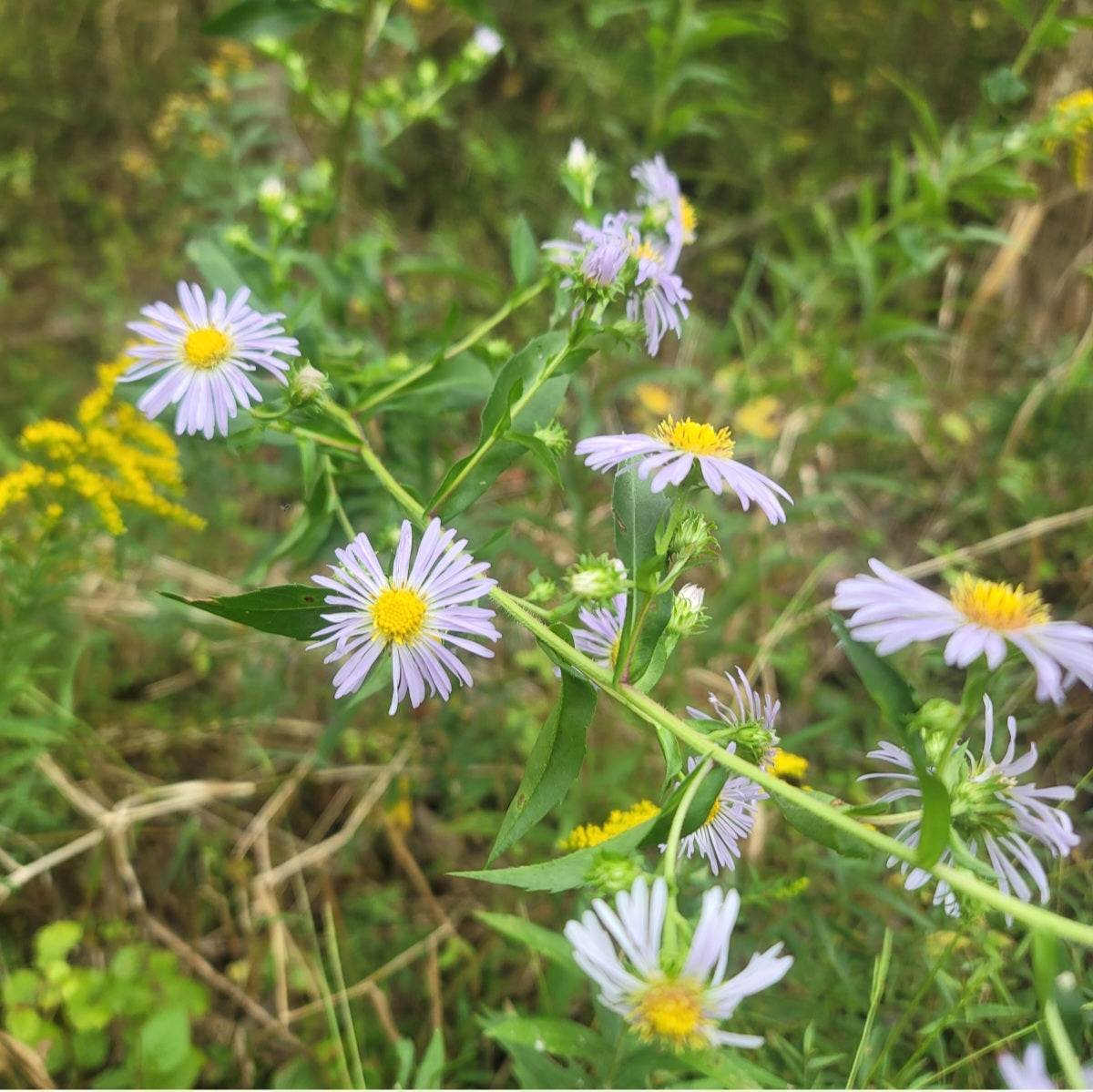 Swamp Aster (Symphyotrichum puniceum)