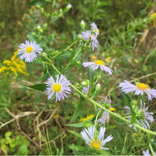 Swamp Aster (Symphyotrichum puniceum) Gallon Pot