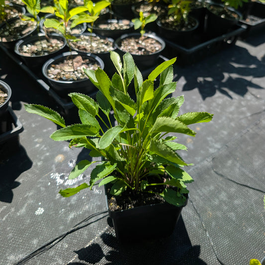 New England Groundsel (Packera schweinitziana)