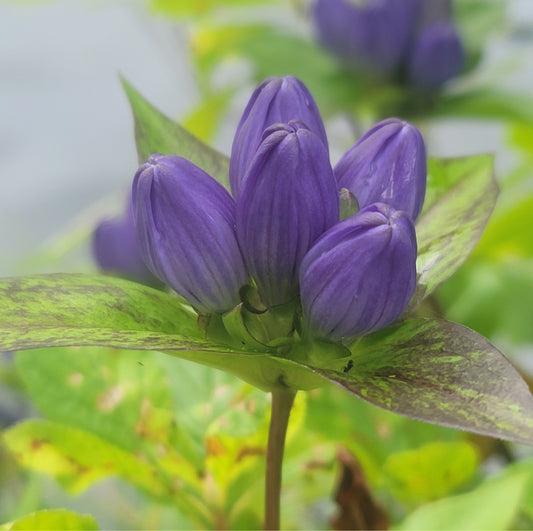 Bottle gentian - (Gentiana clausa)