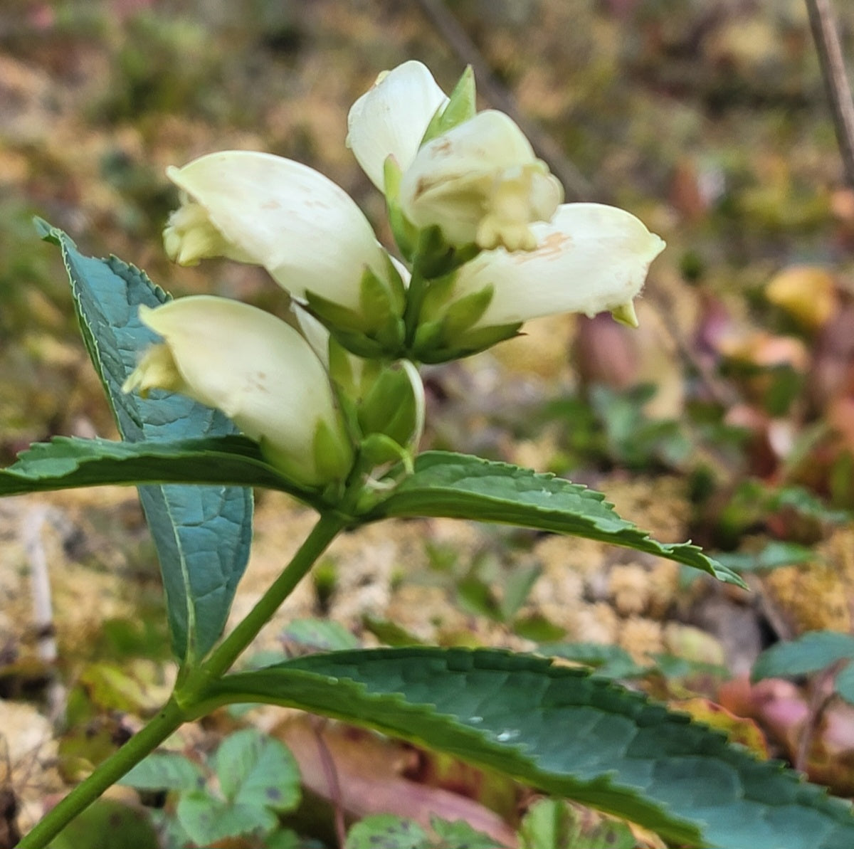 White turtle head (Chelone glabra)