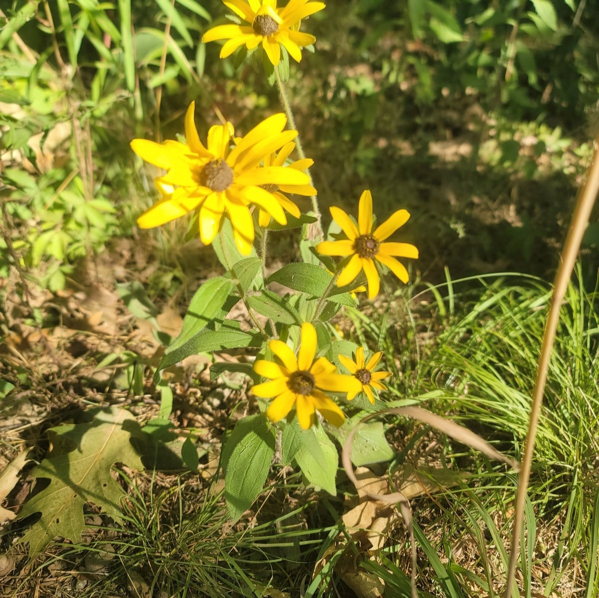 Hairy Coneflower (Rudbeckia hirta)
