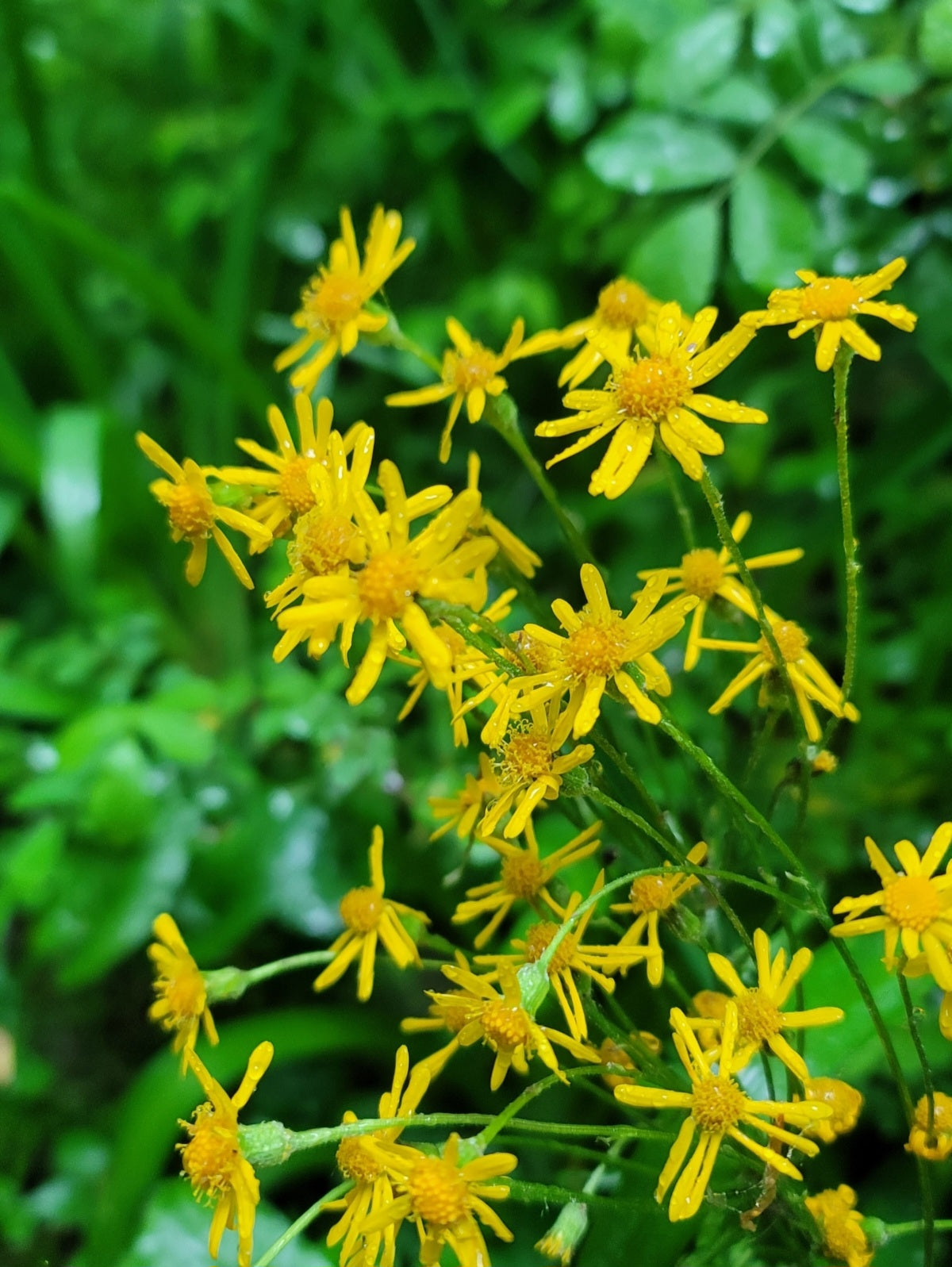 Golden ragwort - (Packera aurea)