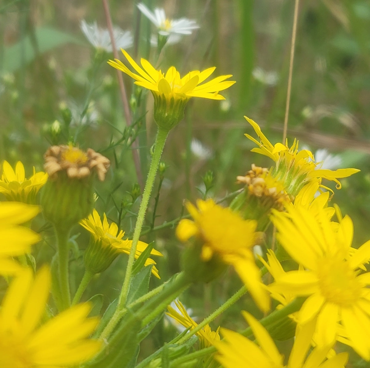 Maryland golden aster (Chrysopsis mariana)