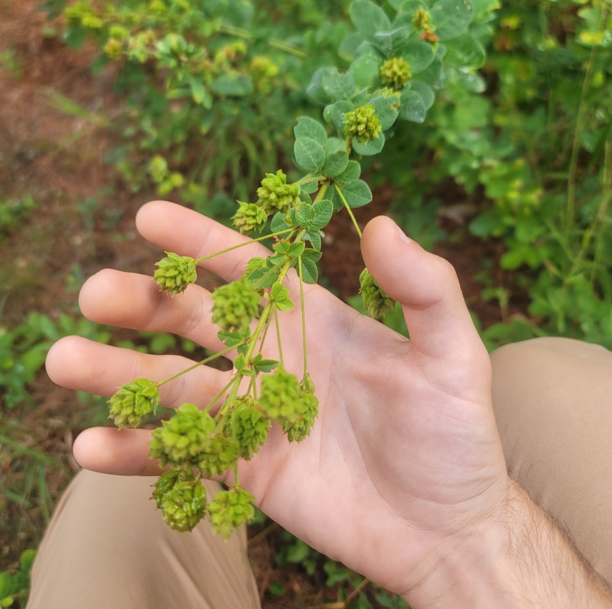 Hairy Bushclover (Lespedeza hirta)