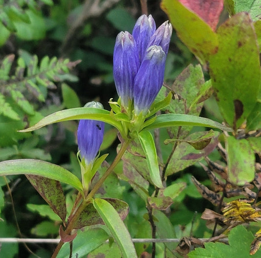 Narrowleaf gentian- (Gentiana linearis)