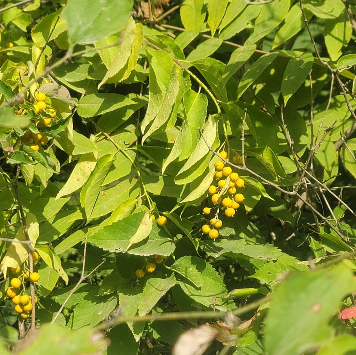 American Bittersweet (Celastrus scandens)