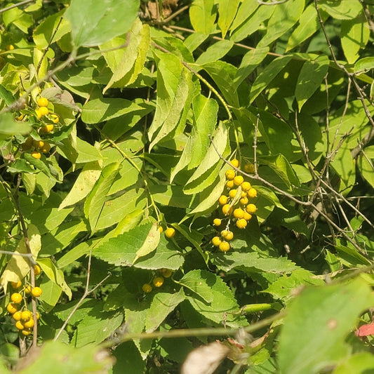 American Bittersweet (Celastrus scandens) Quart Pot