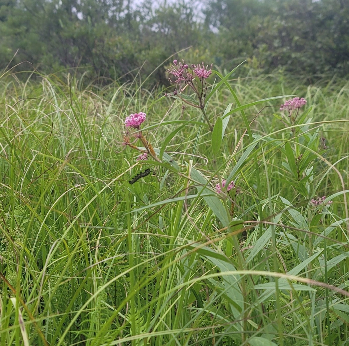 Swamp milkweed (Asclepias incarnata)