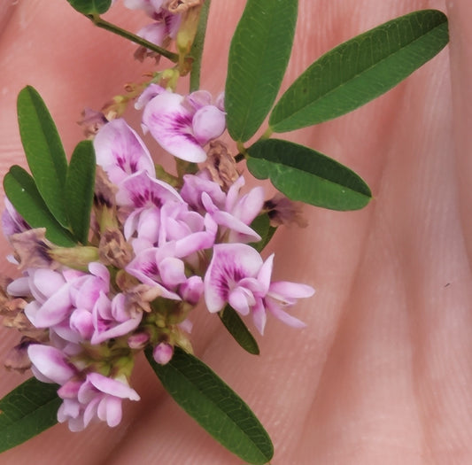 Virginia bushclover (Lespedeza virginica)