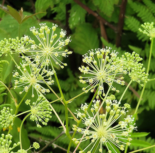 Bristly sarsaparilla (Aralia hispida)