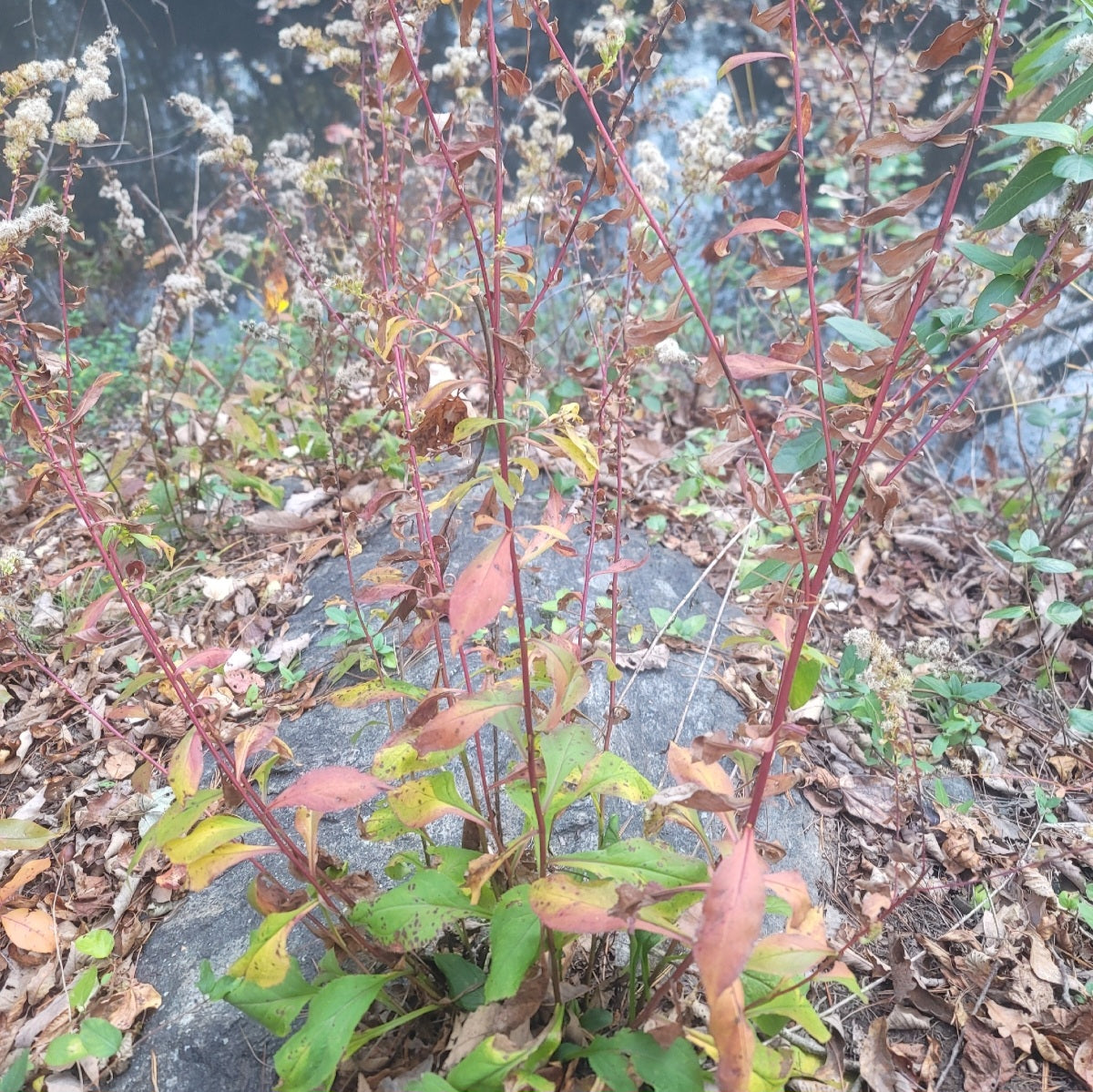 Woodland Goldenrod (Solidago arguta)