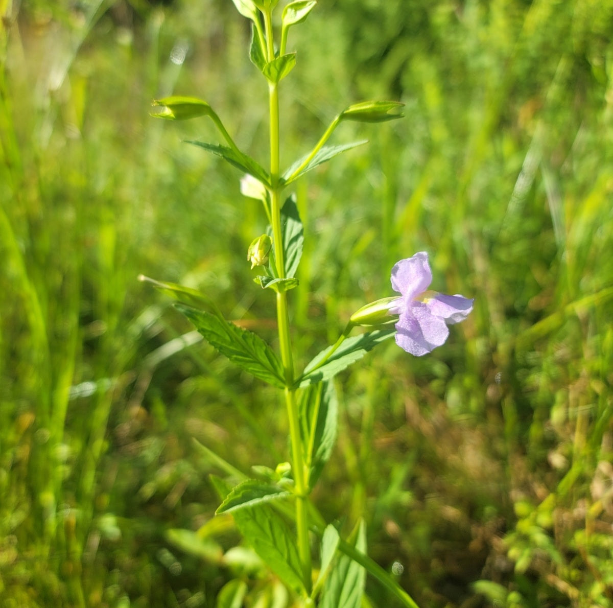 Allegheny Monkeyflower PA Ecotype (Mimulus ringens)