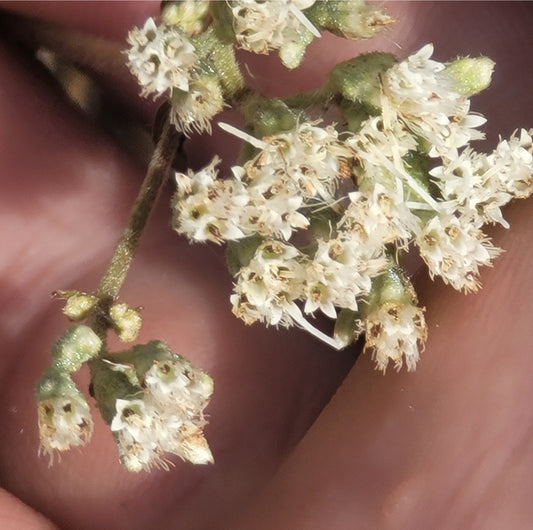 Ragged Thoroughwort (Eupatorium pilosum)