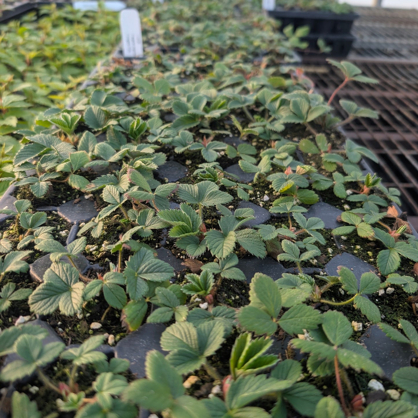 Wild Strawberry (Fragaria virginiana)