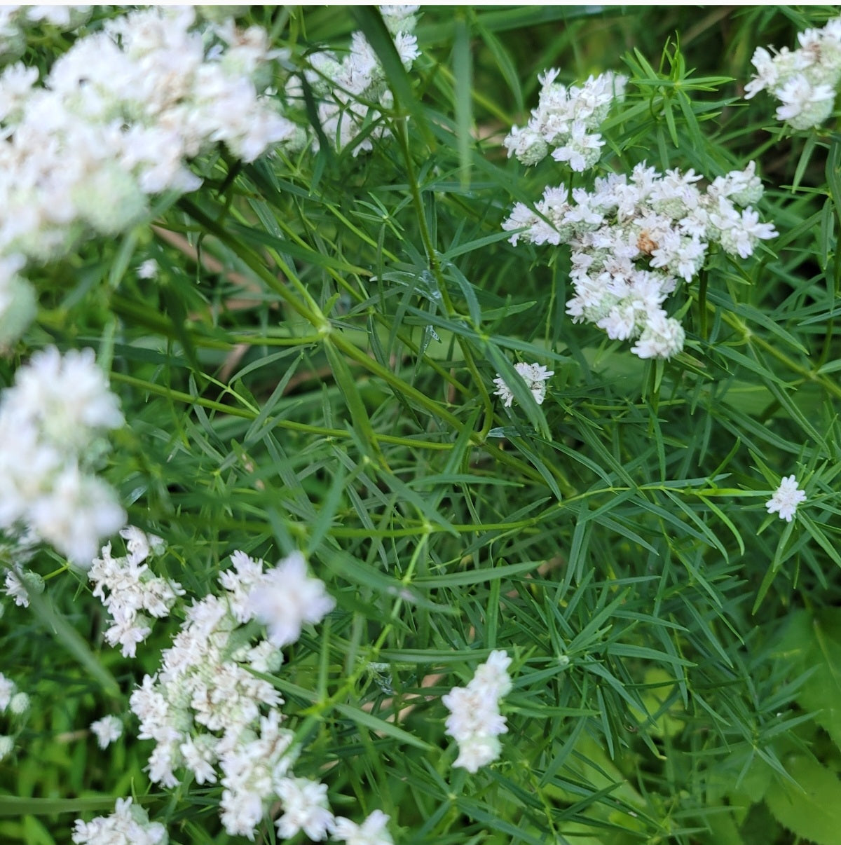 Slender Mountain Mint (Pycnanthemum tenuifolium)