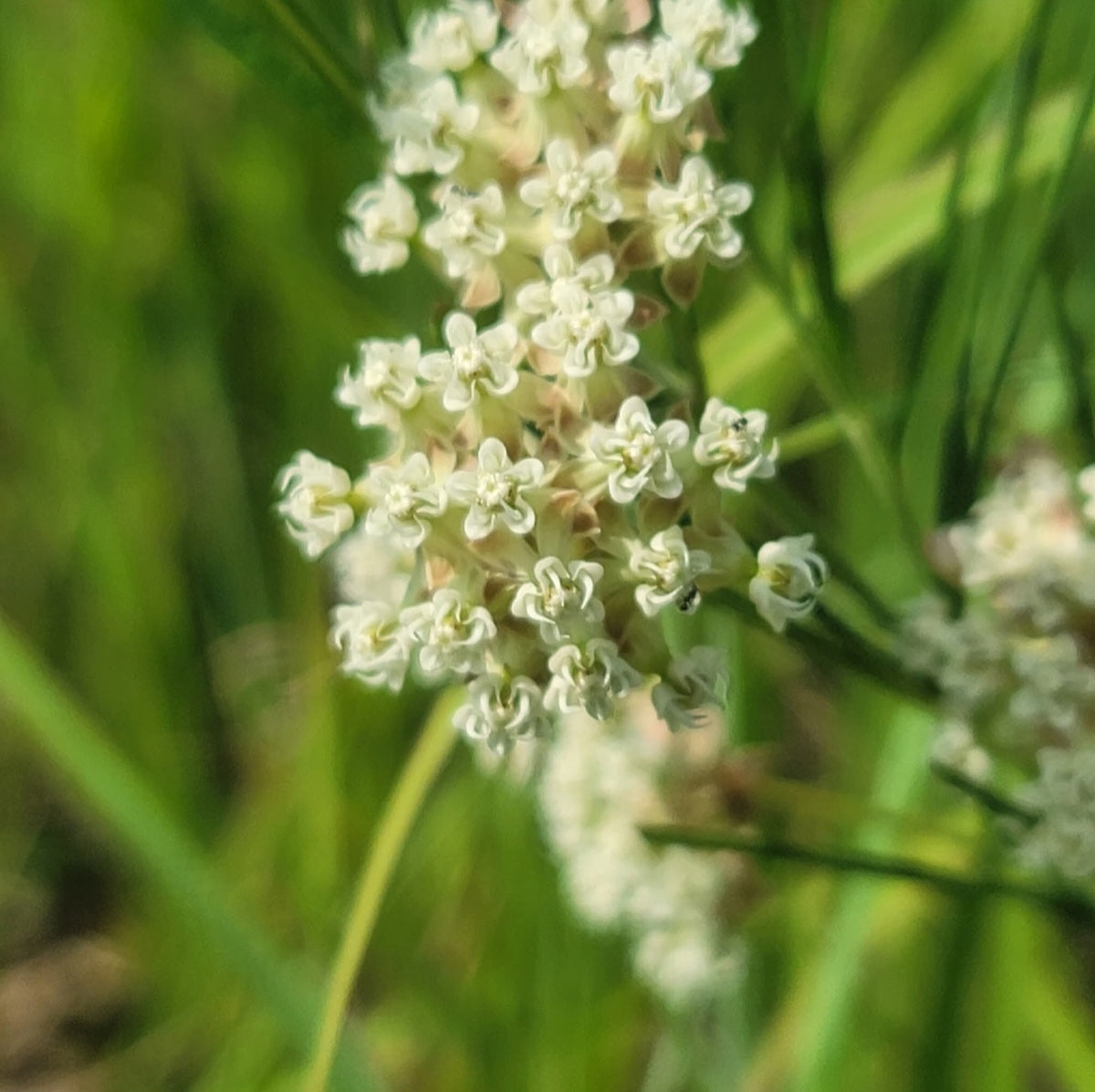 Whorled milkweed PA Ecotype (Asclepias verticillata)