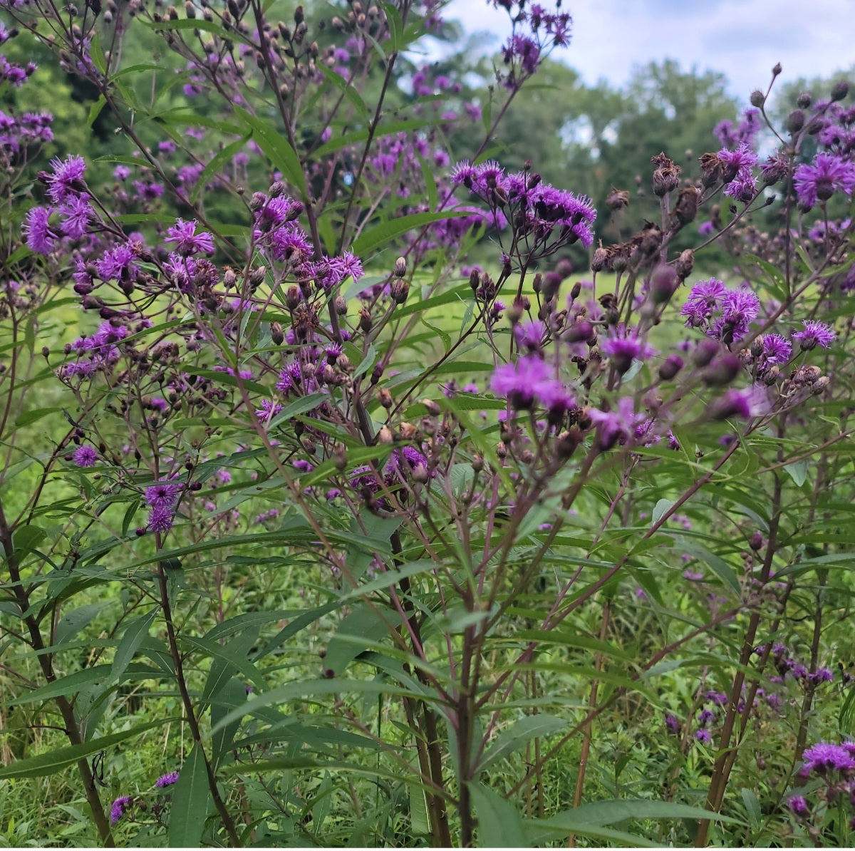 New York Ironweed (Vernonia novaborensis)