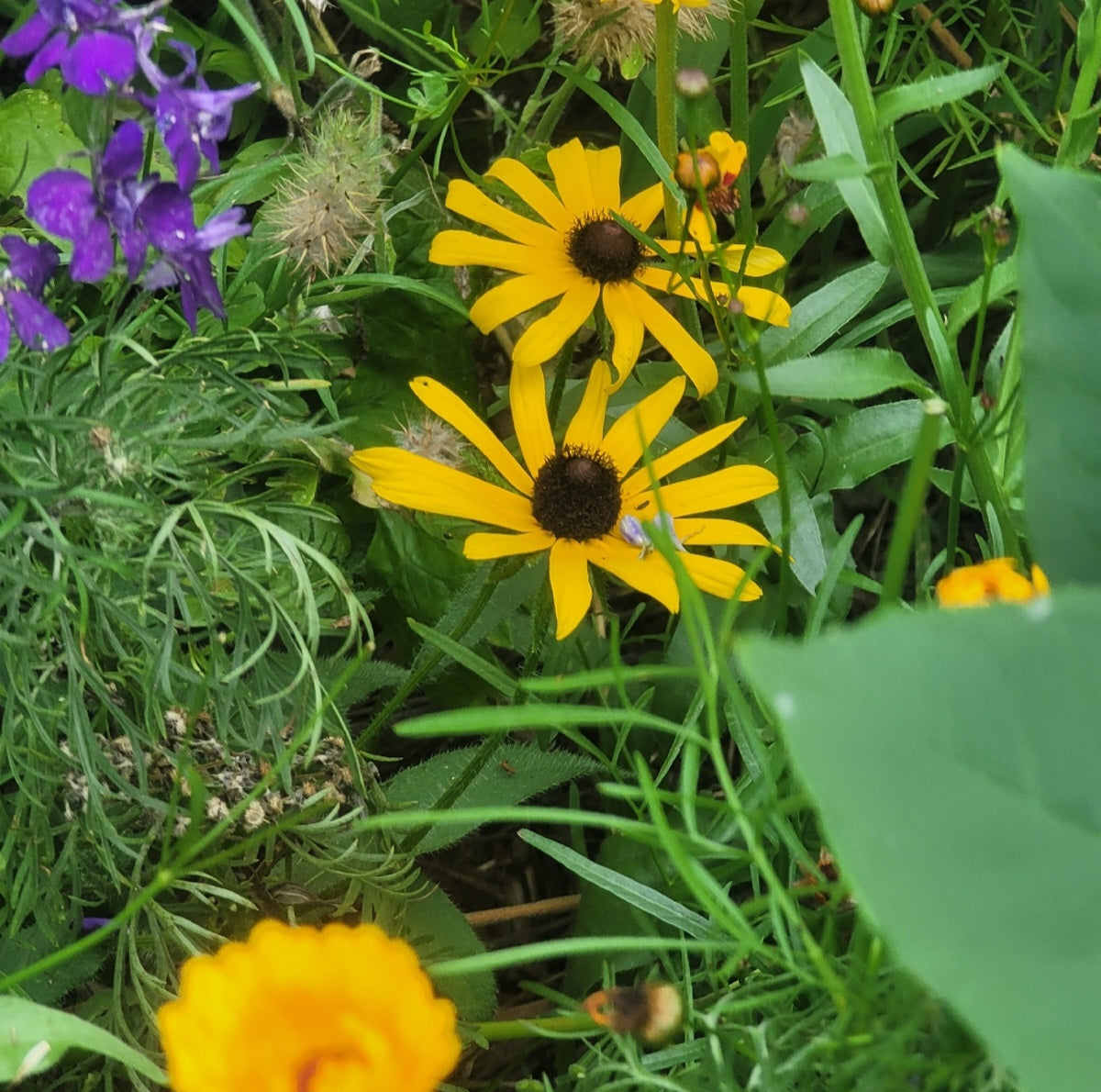 Hairy Coneflower (Rudbeckia hirta)