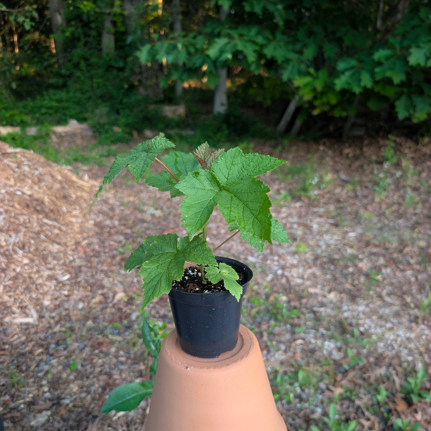 Flowering Raspberry (Rhubus odoratus)