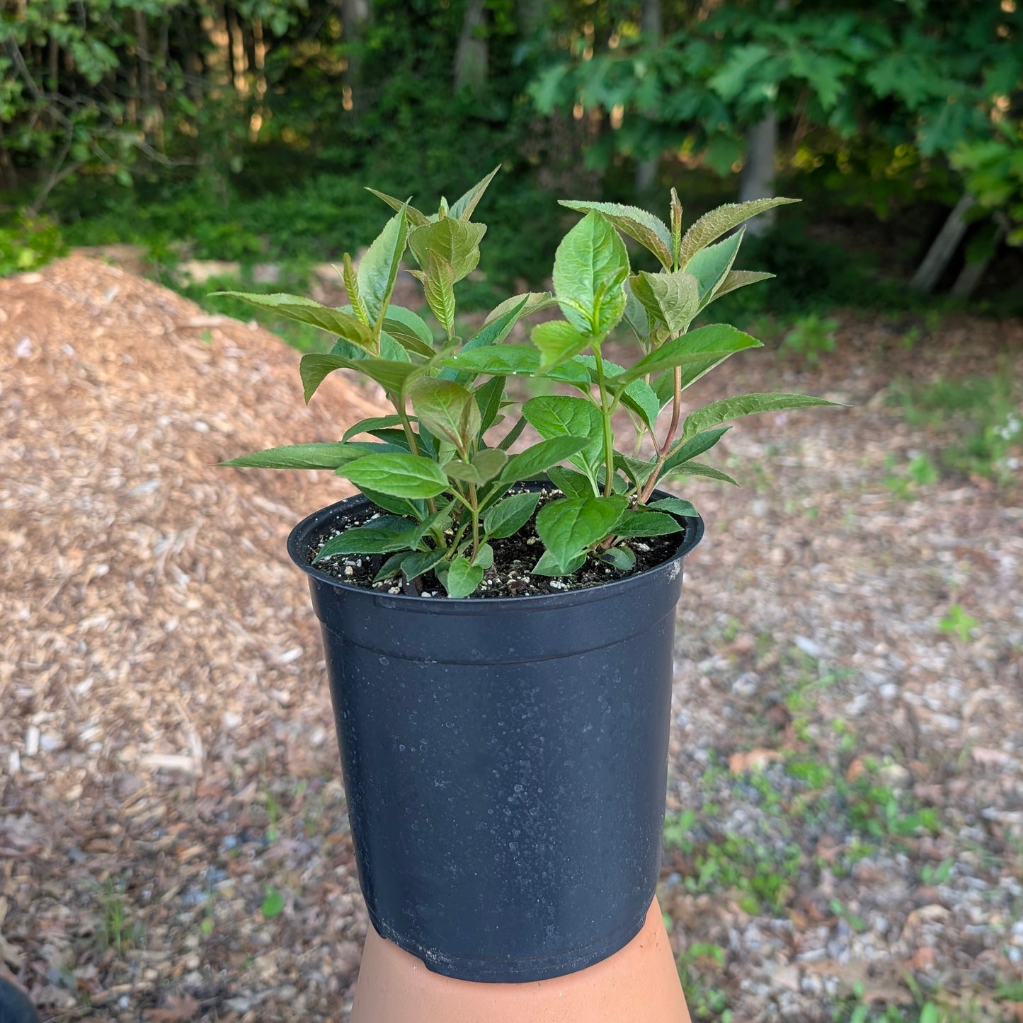 Northern Bush Honeysuckle (Diervilla lonicera)