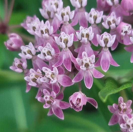Swamp milkweed (Asclepias incarnata ssp. Pulchra)