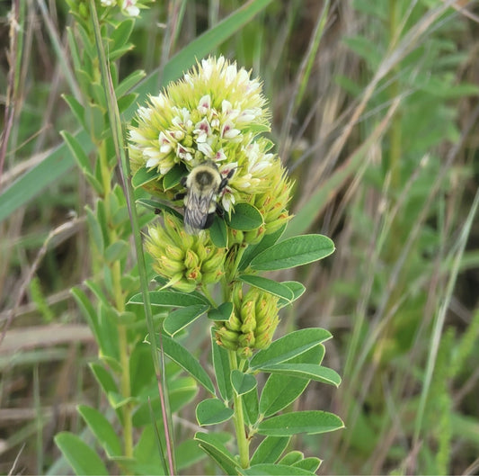 Round Headed Bushclover (Lespedeza capitata)