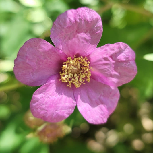 Flowering Raspberry (Rhubus odoratus)