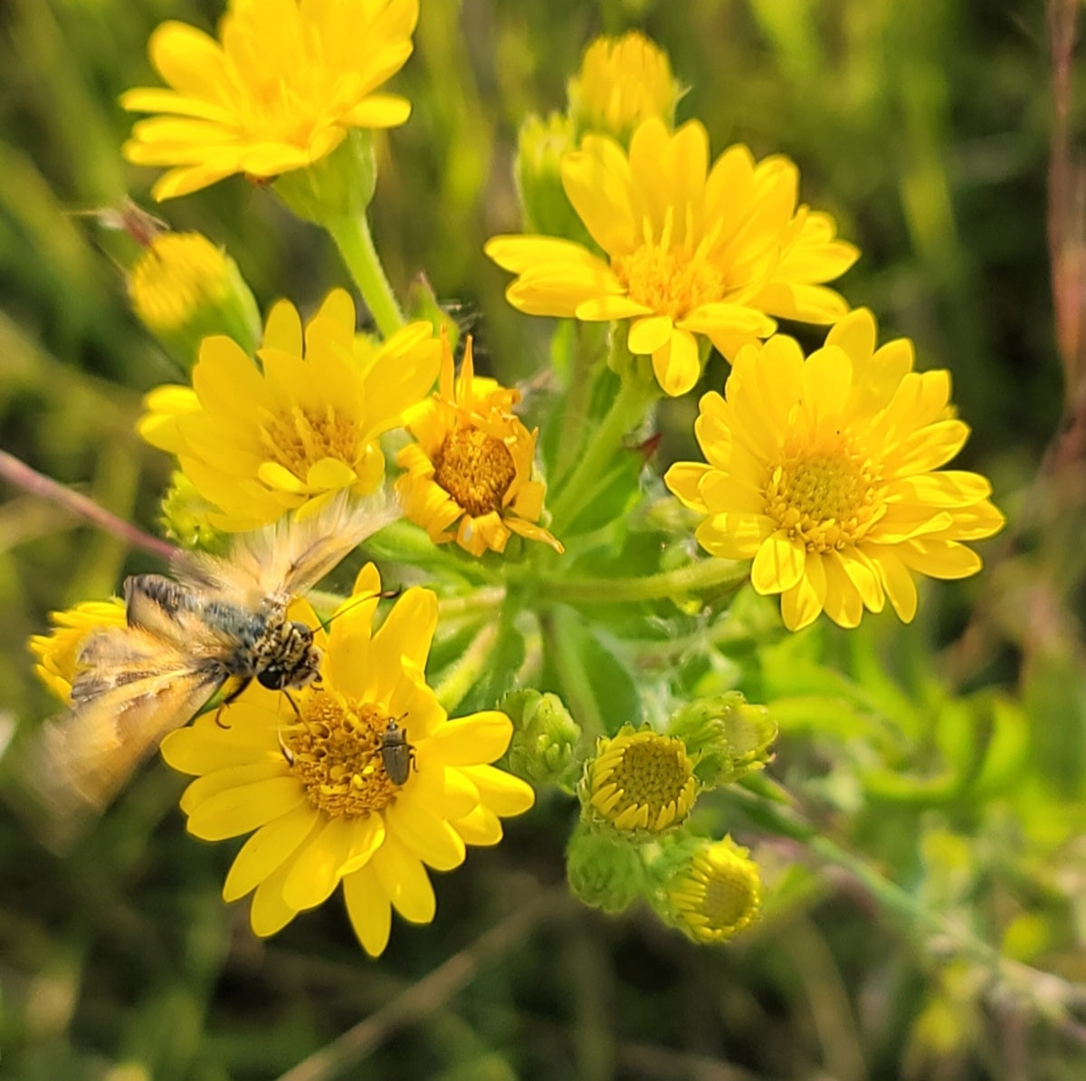 Maryland golden aster (Chrysopsis mariana)