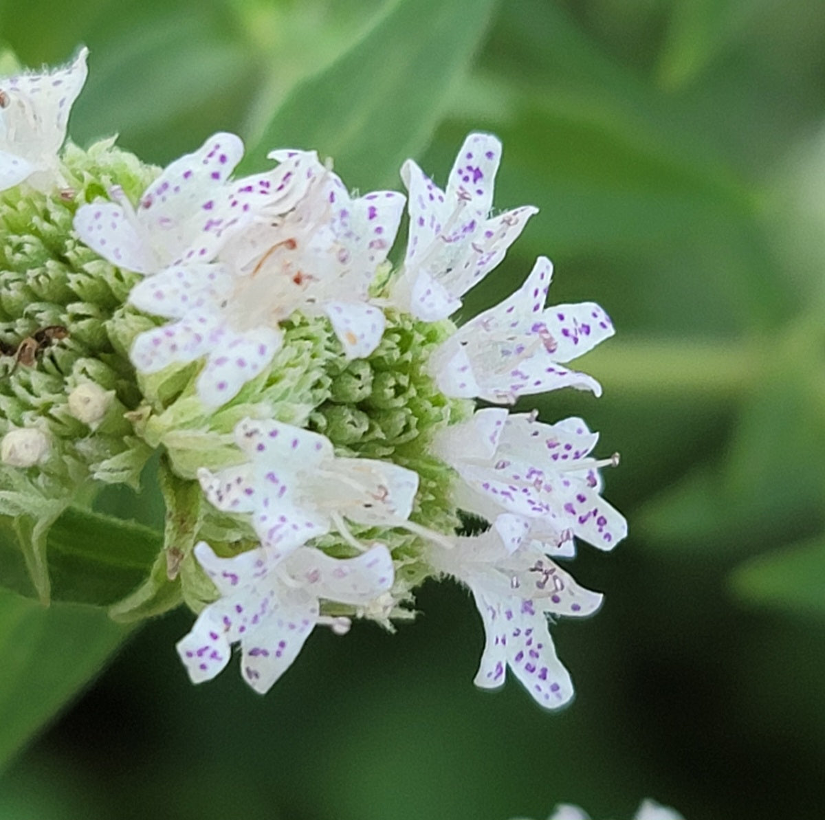 Virginia Mountain Mint (Pycnanthemum virginianum)