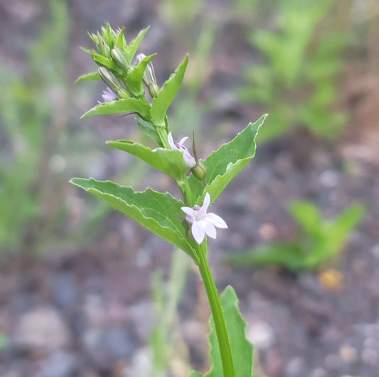 Indian tobacco - (Lobelia inflata)
