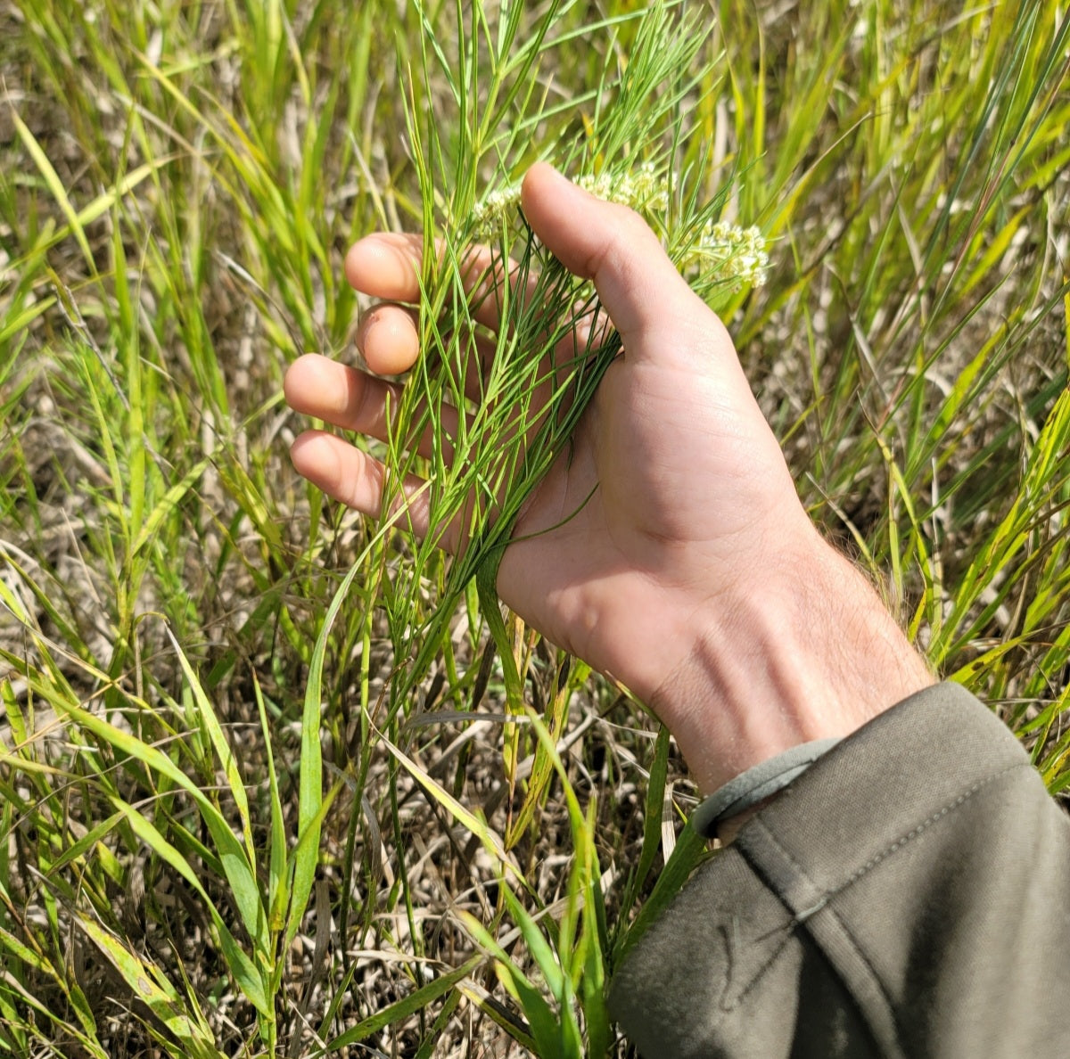 Whorled milkweed PA Ecotype (Asclepias verticillata)
