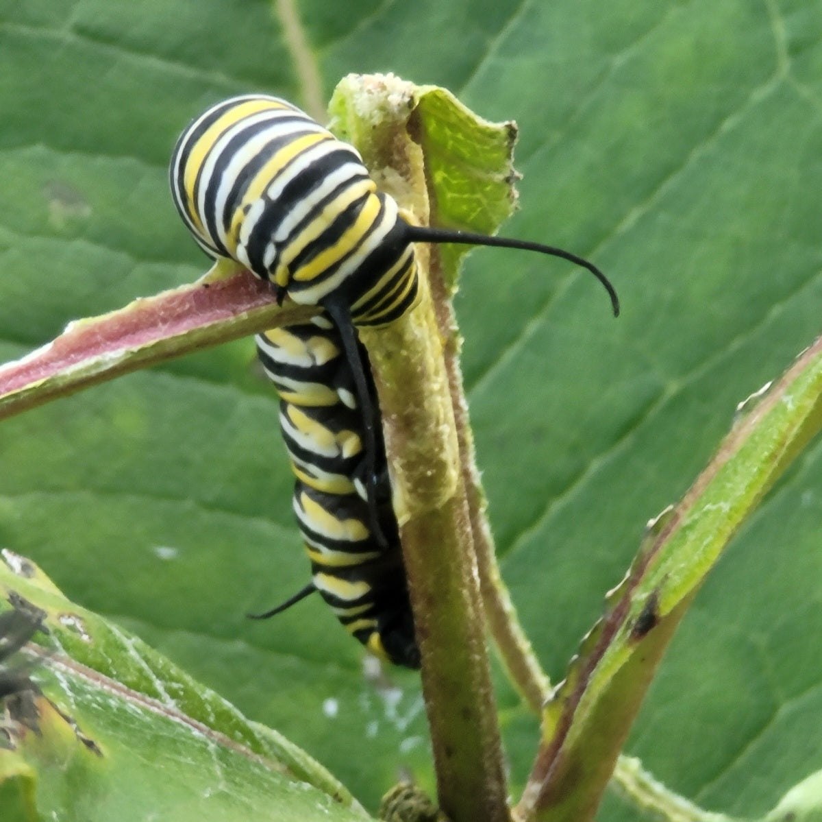 Common milkweed (Asclepias syriaca)