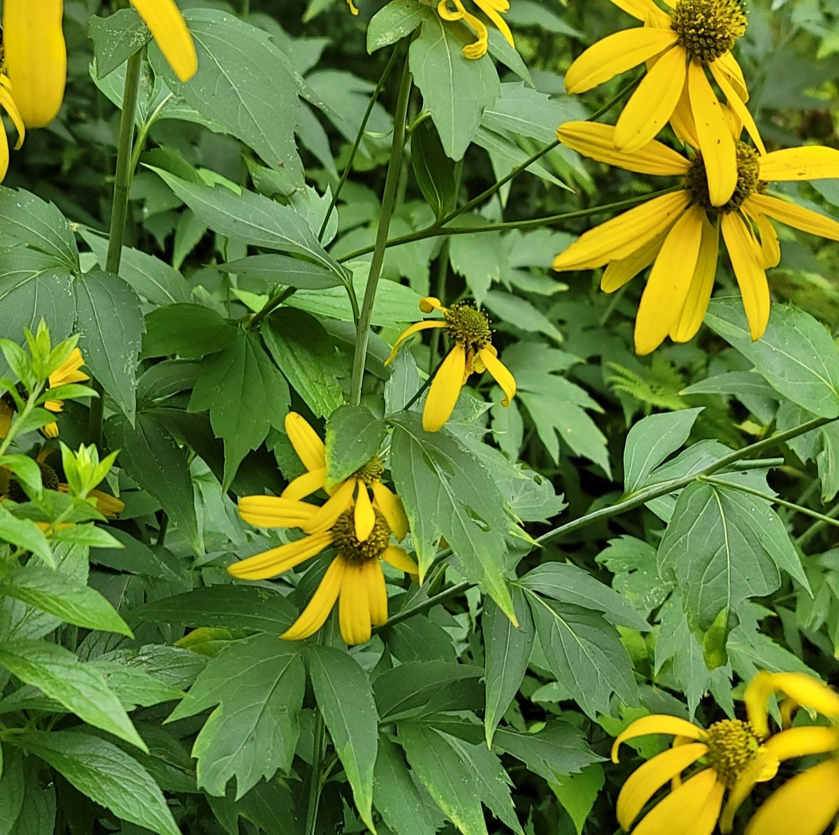 Sochan (Rudbeckia laciniata)