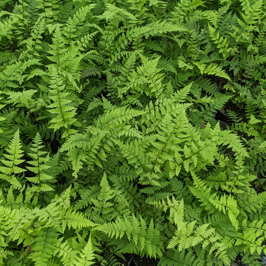 Lady Fern (Atherium felix-femina) Gallon Pot