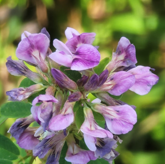 Violet Bushclover (Lespedeza violaceae)