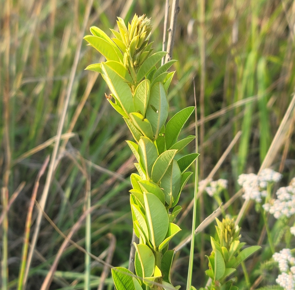 Round Headed Bushclover (Lespedeza capitata)